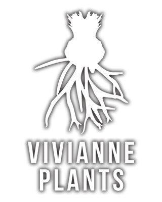 VIVIANNE PLANTS